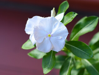 Fototapeta na wymiar Catharanthus Mediterranean flower known commonly as periwinkles