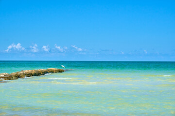 beach on holbox island, quintana roo with a bird on a group of rocks in the sea. mexican mayan riviera beach. Turquoise blue and emerald green ocean.