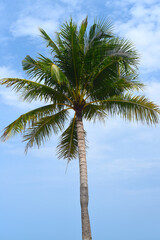 Fototapeta premium One palm tree at white sand beach of Nha Trang Vietnam