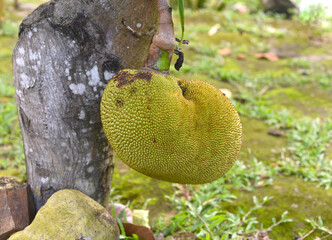 Jackfruit (Artocarpus heterophyllus), also known as jack tree