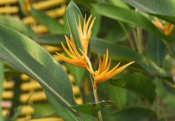 Orange Heliconia psittacorum  growing in Vietnam