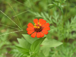 Red Zinnia peruviana flower close up