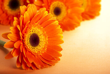 Orange flower of gerber. Daisy flowers close up over orange background