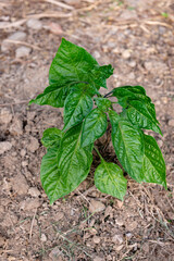Pepper plant seedling green growing vegetable organic soil dirt leaves