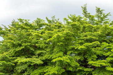 Green trees. Forest and foliage in summer.