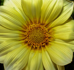 Brass and pearl  colored treasure flower