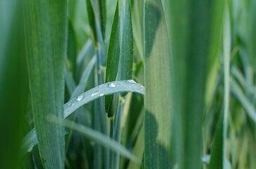 water drops on grass