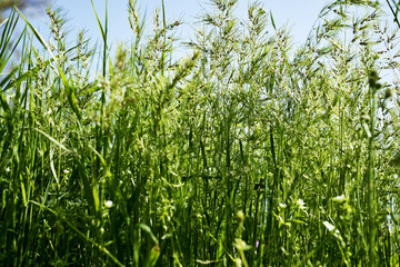 green grass close-up on a meadow against a blue sky background