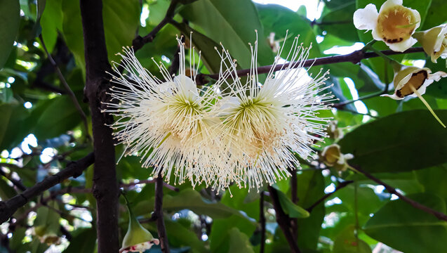 Awesome Wax Jambu or rose-apple Flower. 