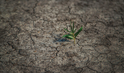 A sprout grows in dry soil. Selective focus.