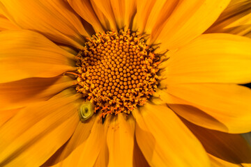 A carrot orange  treasure flower