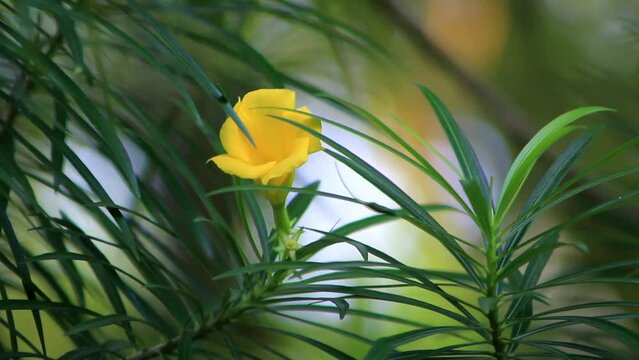 Footage of Yellow Oleander Flowers With blurred background. Suitable for video footage of reviews of medicinal plants or ornamental plants in the surrounding environment
