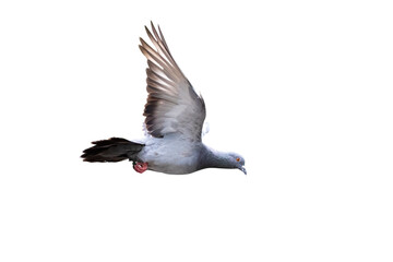 Action Scene of Rock Pigeon Flying in The Air Isolated on White Background with Clipping Path