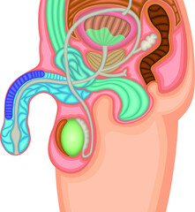 男性生殖器　構造　イラスト