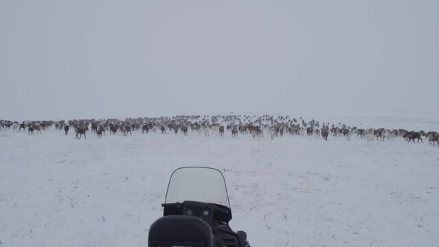 รูปภาพNadym เลือกดูภาพถ่ายสต็อก เวกเตอร์ และวิดีโอ604 Adobe Stock