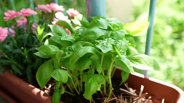 Green basil in flower pot on balcony. home balcony garden