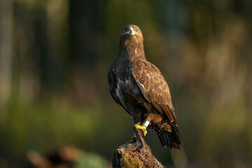 Greater spotted eagle in the forest at morning light
