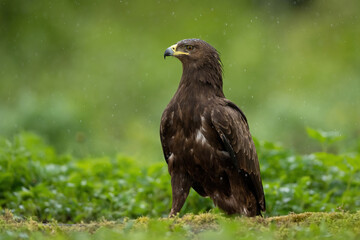 Greater spotted eagle in the rainy forest