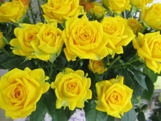 香り高い薔薇
