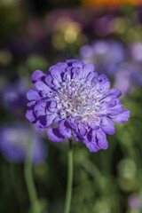 An Amethyst  Dwarf Pincushion Flower
