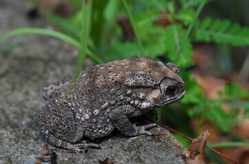 Close up of asian common toad in its habitat,Thailand