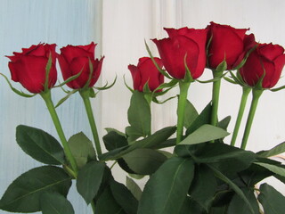 鮮やかな深紅の薔薇