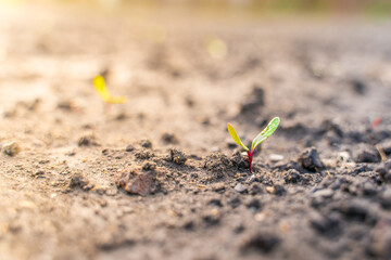 The first beetroot sprout with green leaves close-up in the soil on the garden bed at the rising sun