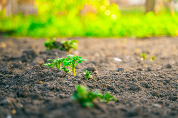 Young green leaves of a growing potato early in the morning at sunrise grows in a garden bed close-up