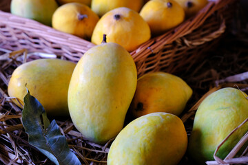 Indian Alphonso mango fruits in grass closeup