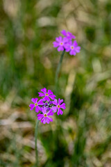 Primula farinosa flower in meadow, close up shoot