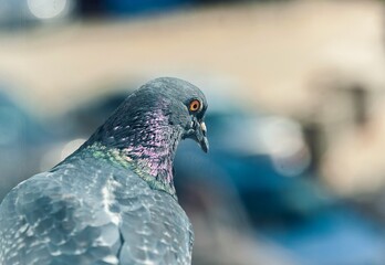 A pigeon sitting on the windowsill and looking down
