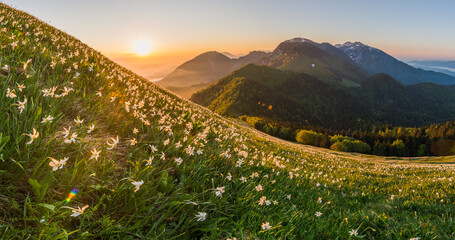 Daffodils at Mala Golica. Spring flowers on a beautiful misty sunrise with fog. 