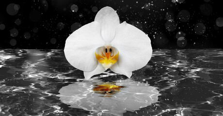 White orchid on dark water with reflection and bokeh sky