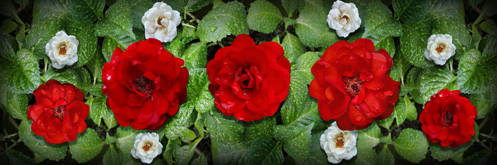 Morning dew covered red and white roses on natural background