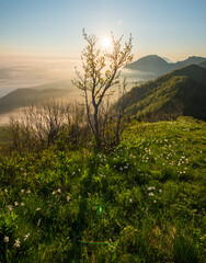 Daffodils at Mala Golica. Spring flowers on a beautiful misty sunrise with fog. 