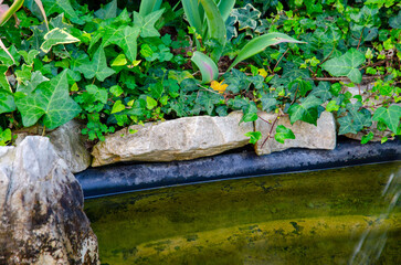 Landscaping with small pond. Landscape design of home garden close-up. Pond edge decoration