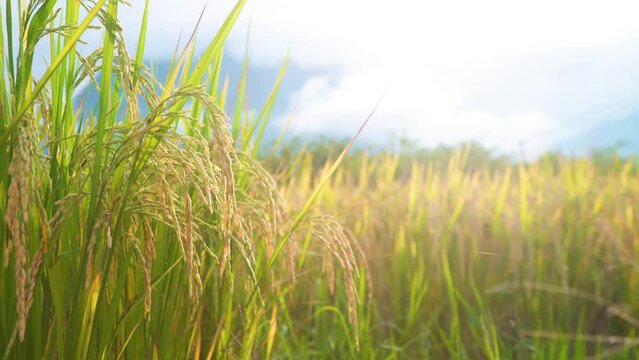 Yellow ear of rice, it's almost time to harvest season