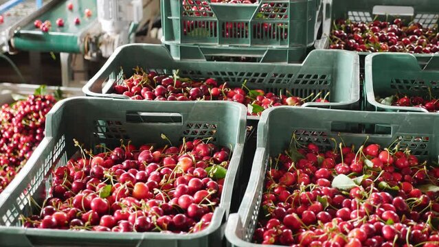 Photo of freshly picked cherries in boxes