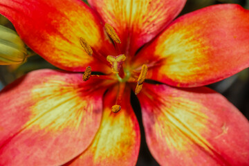 A coral red and mustard yellow  Siberian lily
