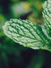 mint leaves in backyard