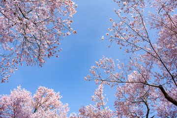 桜の木を仰ぎ見ると枝の間に青空が見える風景