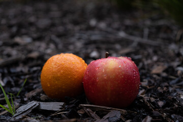 Naklejka na ściany i meble apple and orange after rain