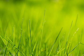 Macro grass in gentle focus. Blurred background of green forest. Abstract beautiful backdrop for text or advertising. Morning sun in the meadow