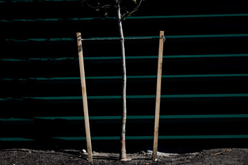 young sapling with wooden stakes.