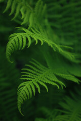 Natural fern leaves. Beautiful background made with young green fern leaves.