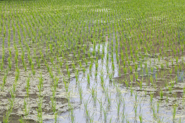 田園風景　Rural landscape