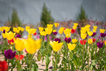 Obraz premium There are yellow flowers, purple flowers, red flowers, and many colored flowers-6