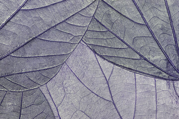 Texture of dry purple organic leaves background, macro . Structure of blue natural leaf with...