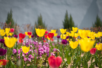 There are yellow flowers, purple flowers, red flowers, and many colored flowers-3