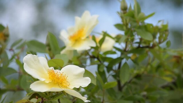 「イヌバラ」ってあまりきれいな名前ではありませんが、原種バラのひとつで「ロサ・カニーナ」のことです。